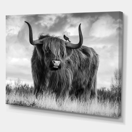 Longhaired Scottish Bull - Cottage Canvas Art Print