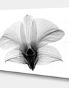 Dendrobium On Back X-Ray Orchid - Cottage Premium Canvas Wall Art