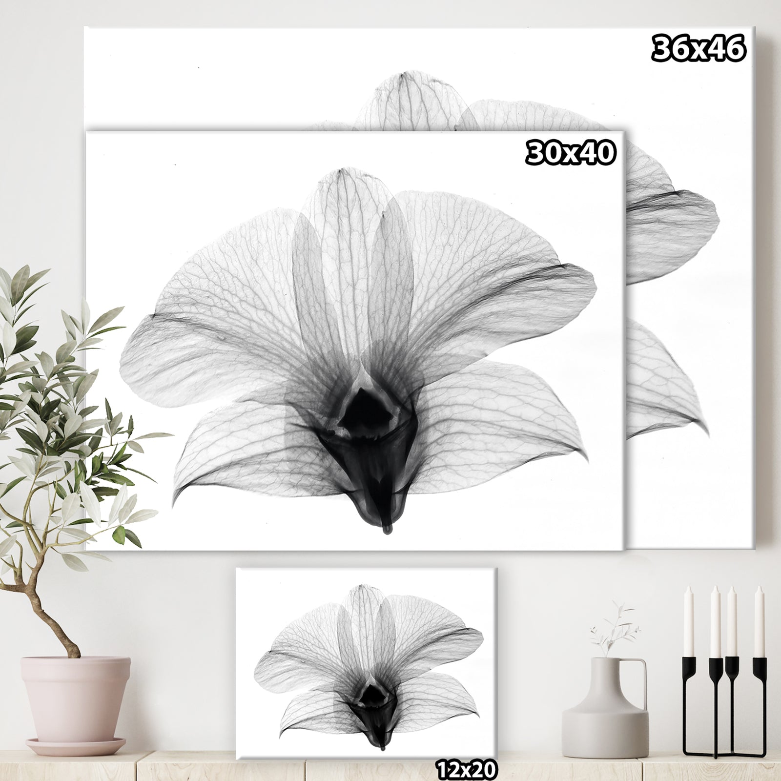 Dendrobium On Back X-Ray Orchid - Cottage Premium Canvas Wall Art