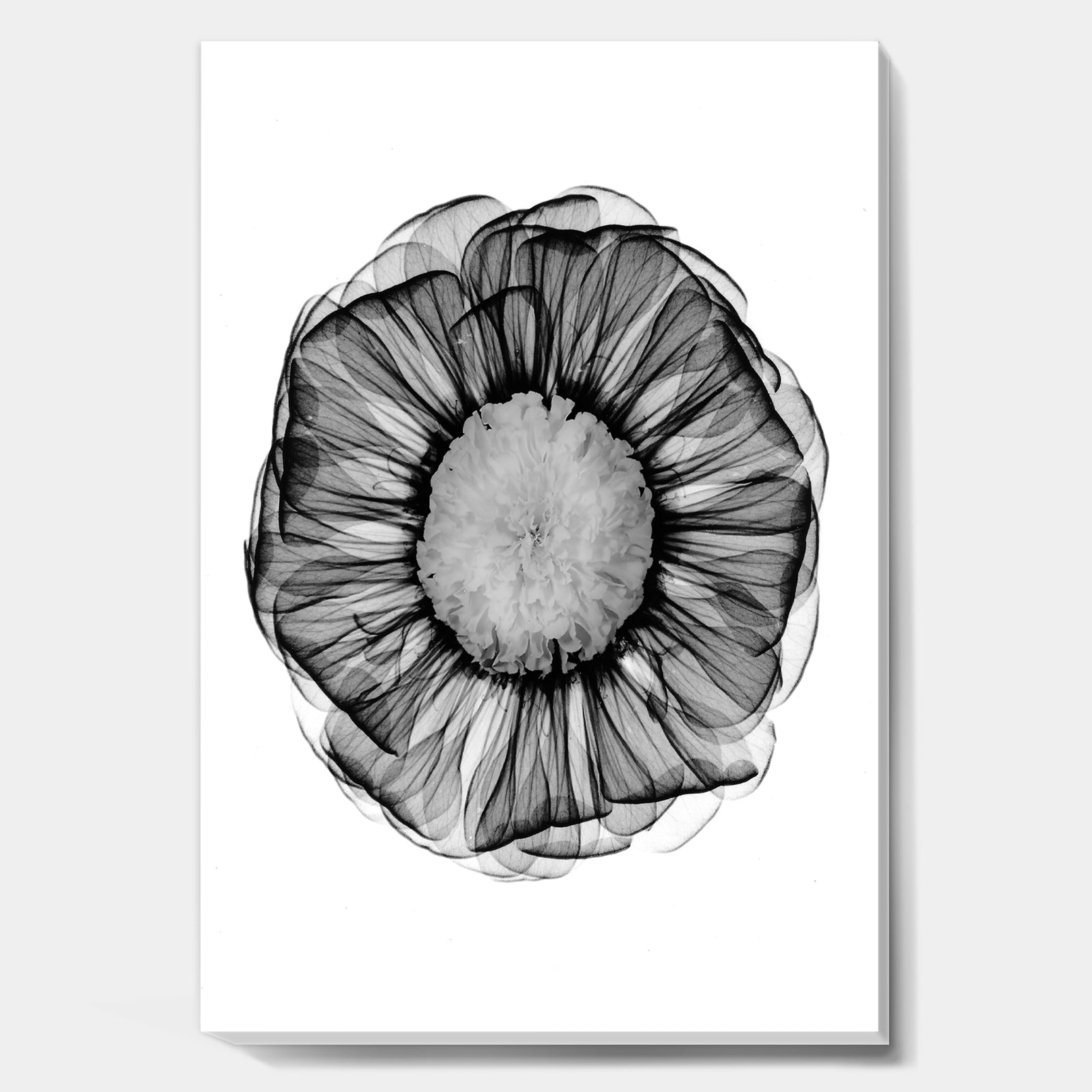 Zinnia Montage Black & White X-Ray - Cottage Canvas Art Print