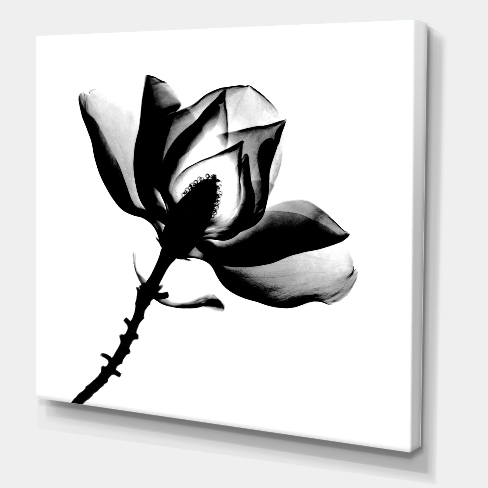 Magnolia X-Ray - Cottage Gallery-wrapped Canvas
