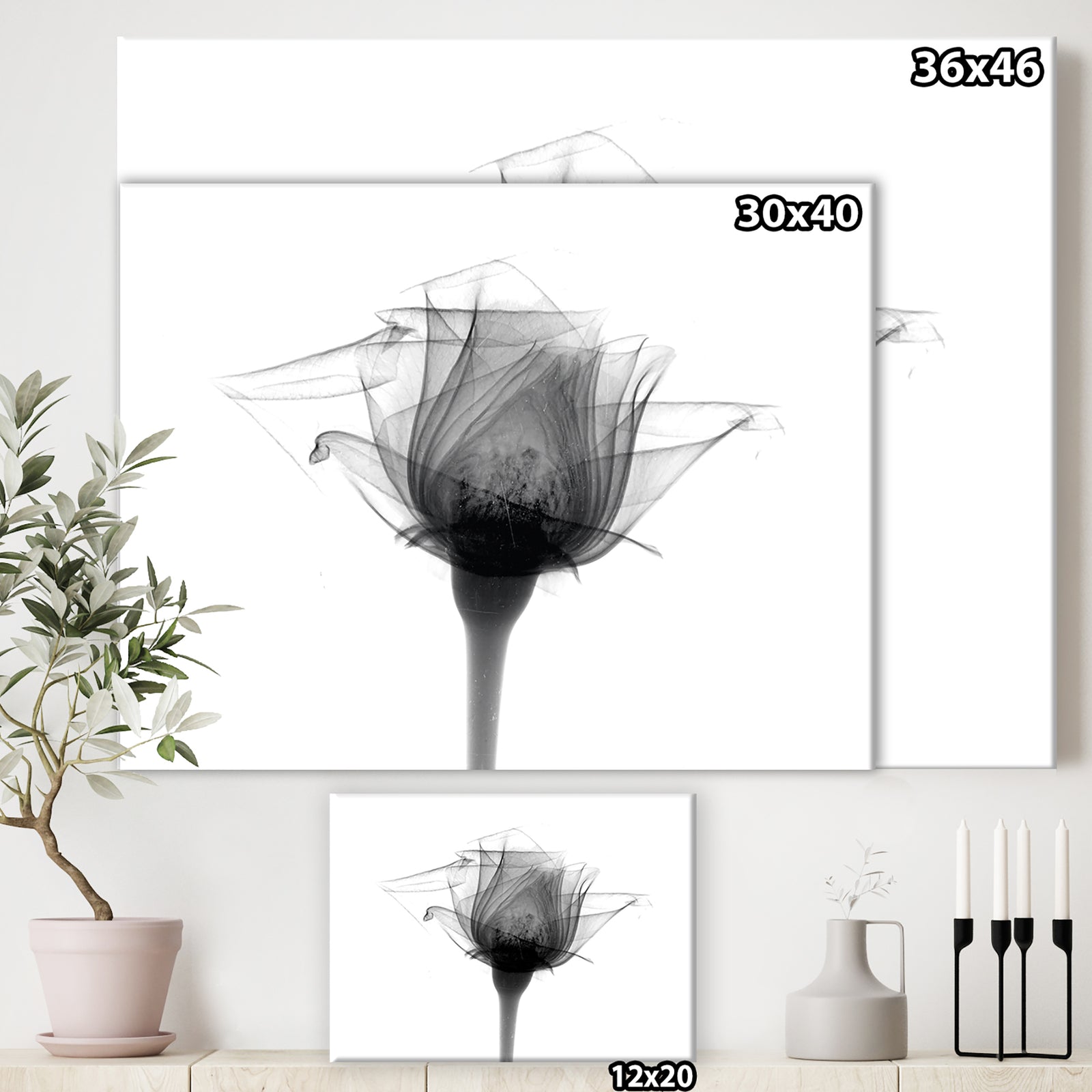 Rose #10 X-Ray - Cottage Canvas Artwork