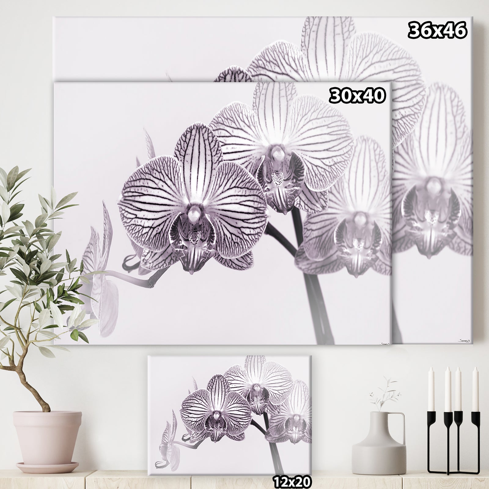 Orchid-2017-33bw - Cottage Canvas Art Print