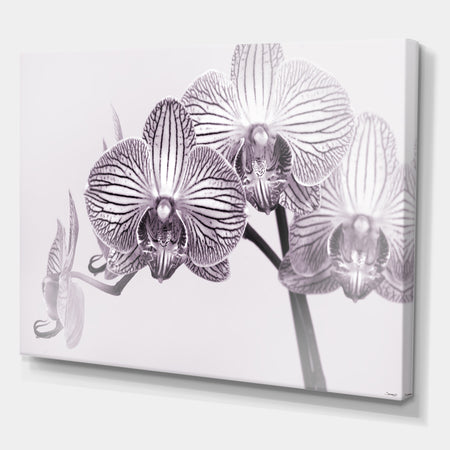 Orchid-2017-33bw - Cottage Canvas Art Print