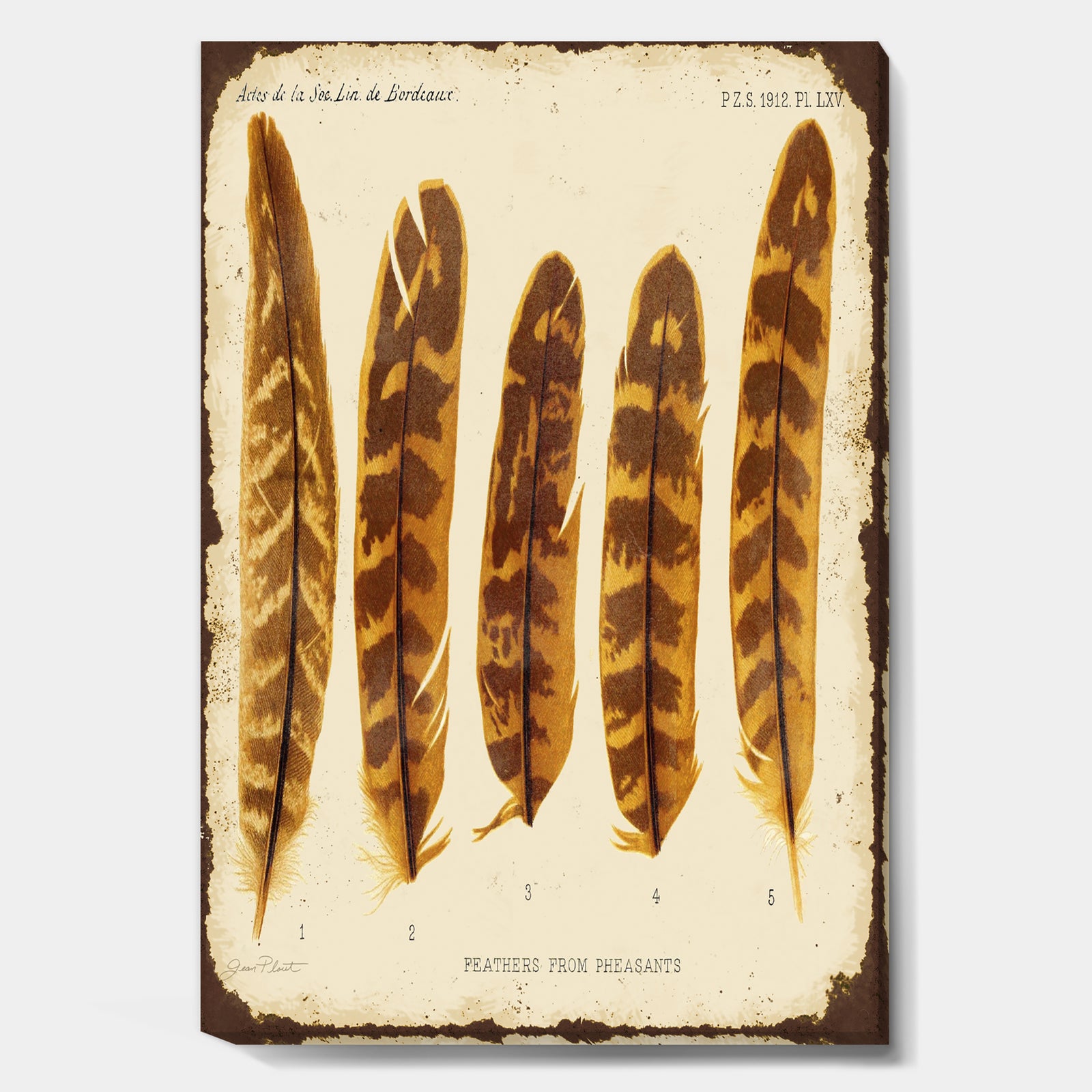 Five Pheasant Feathers - Cottage Canvas Art Print