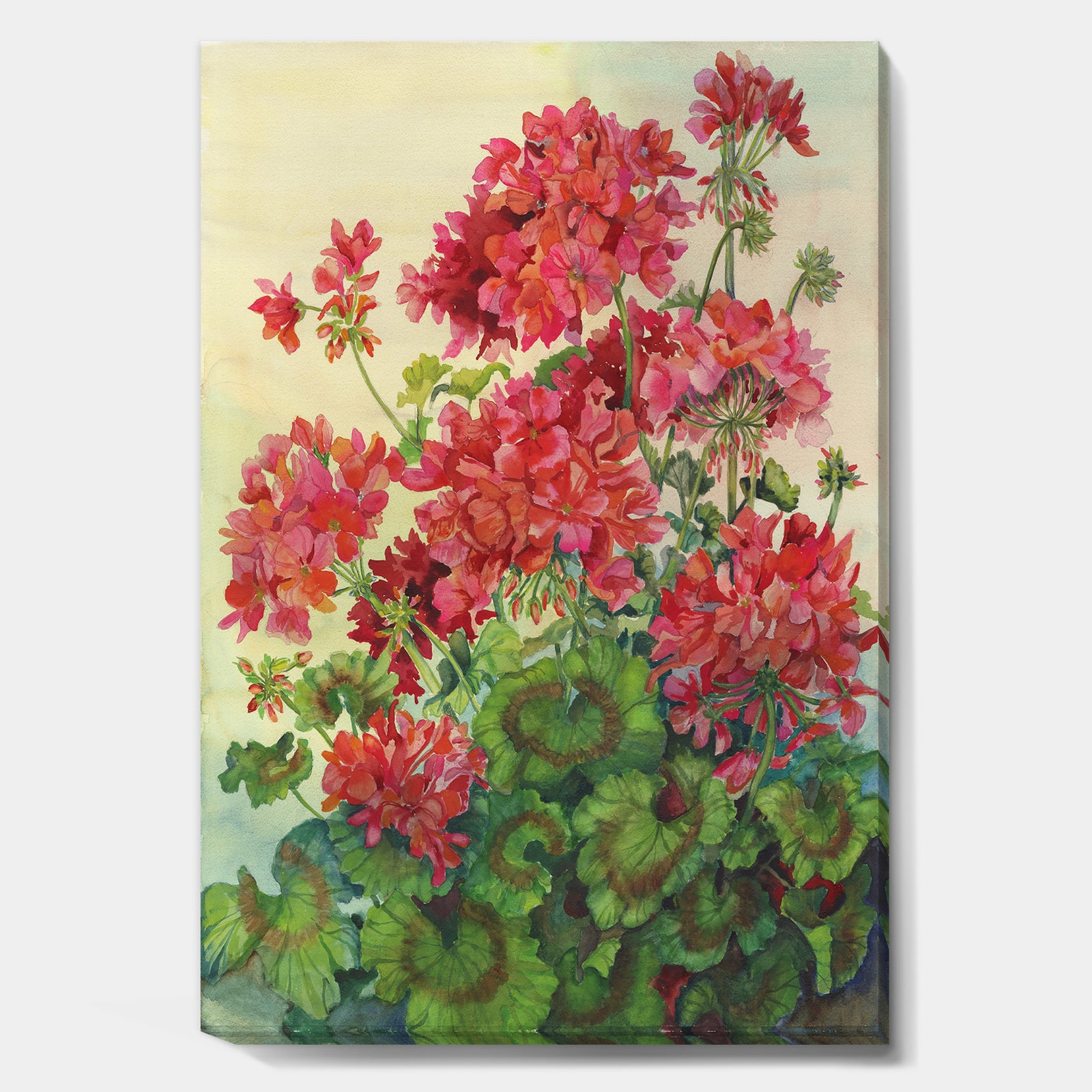 Blossoming Red Geraniums - Traditional Canvas Artwork