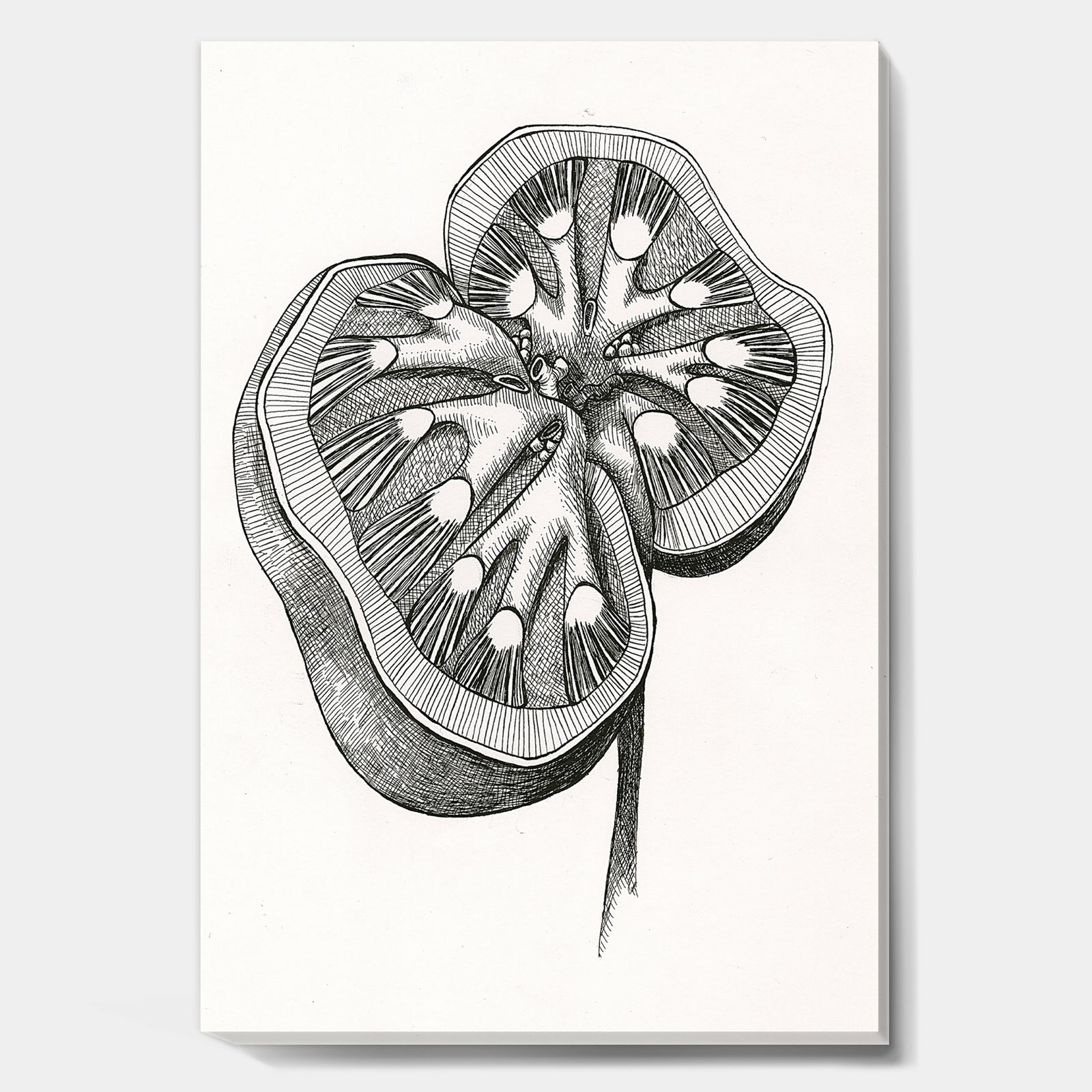 Handdrawn Kidney Cross Section - Cottage Premium Canvas Wall Art