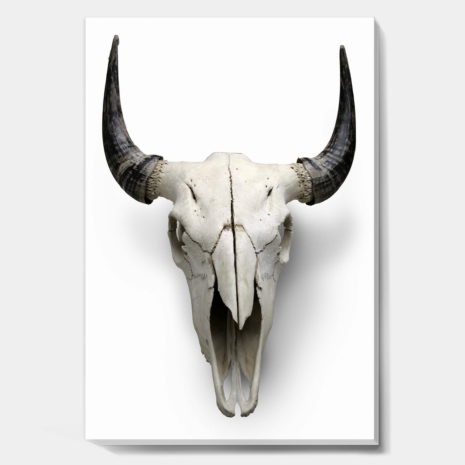 White Cow Skull With Black Horns - Farmhouse Canvas Wall Art