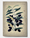 Black Olives On Branch - Cottage Canvas Wall Art