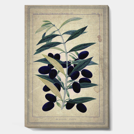 Black Olives On Branch - Cottage Canvas Wall Art