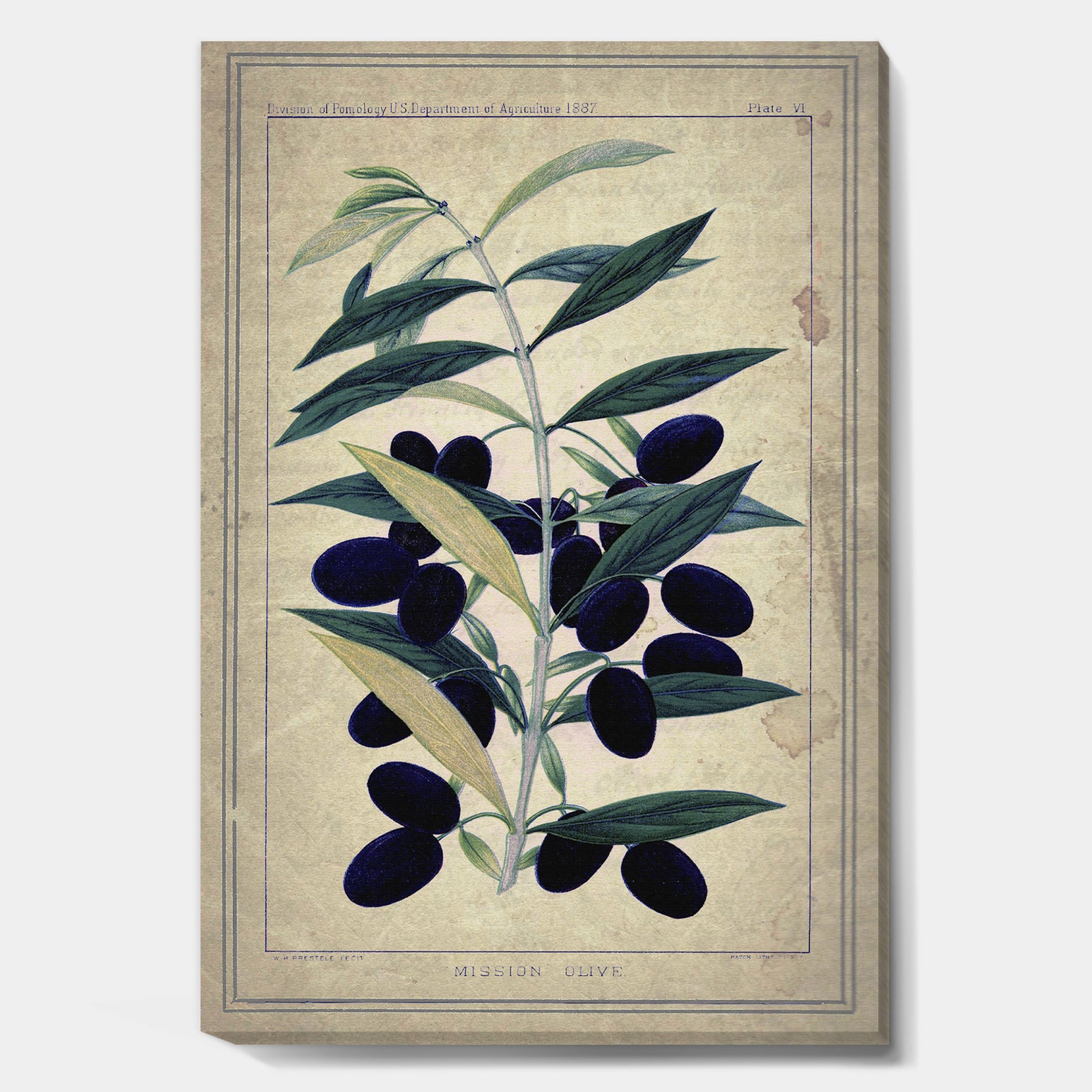 Black Olives On Branch - Cottage Canvas Wall Art
