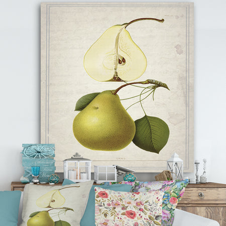 Pear Old Style Sketch I - Cottage Canvas Artwork