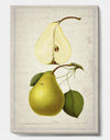 Pear Old Style Sketch I - Cottage Canvas Artwork