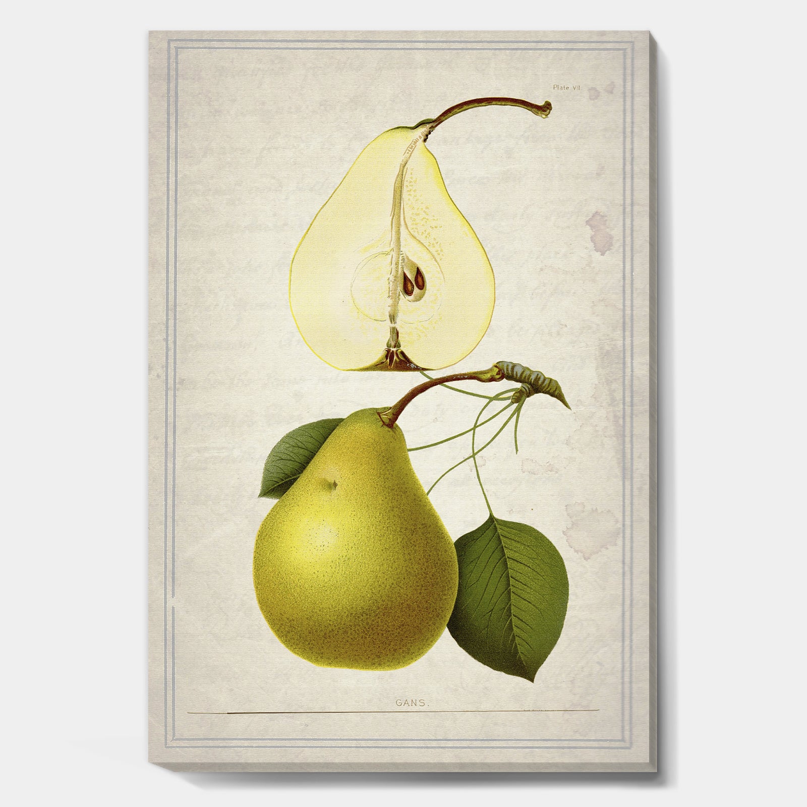 Pear Old Style Sketch I - Cottage Canvas Artwork