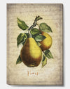 Pear Old Style Sketch II - Cottage Premium Canvas Wall Art