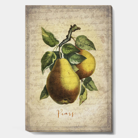 Pear Old Style Sketch II - Cottage Premium Canvas Wall Art