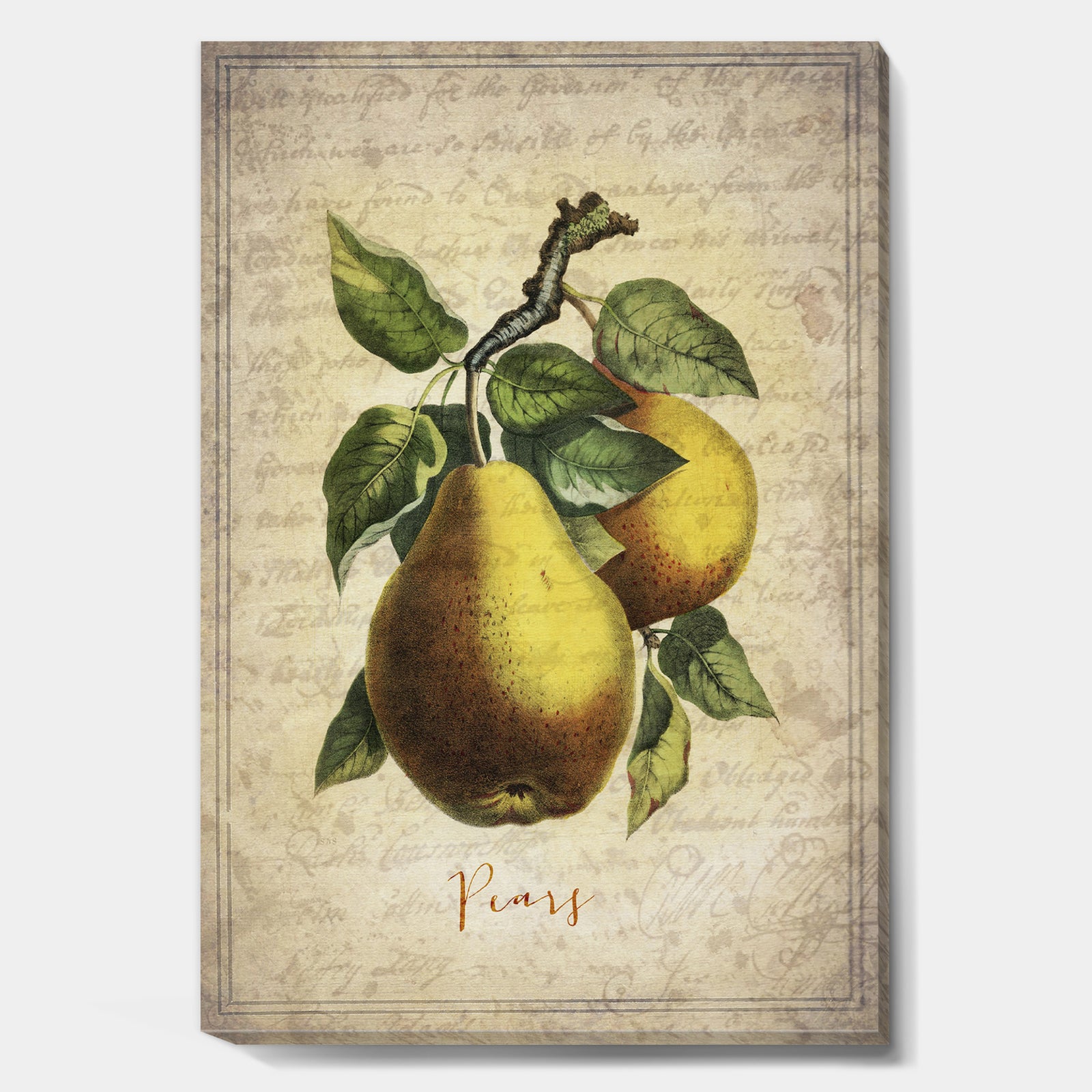 Pear Old Style Sketch II - Cottage Premium Canvas Wall Art