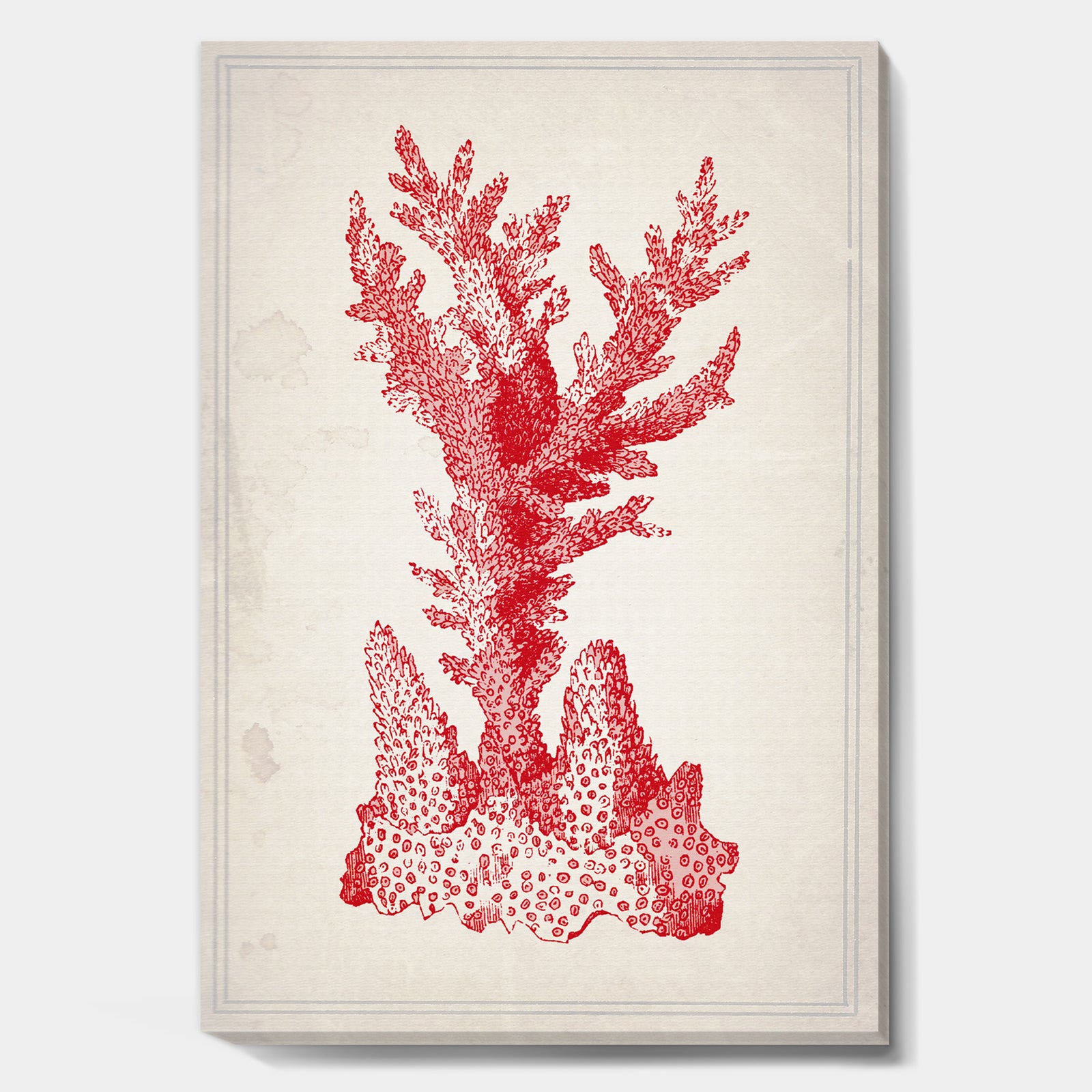Red Coral 1 - Nautical & Coastal Canvas Wall Art