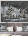 Snow Leopard Reclining - Cottage Gallery-wrapped Canvas