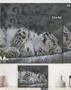 Snow Leopard Reclining - Cottage Gallery-wrapped Canvas