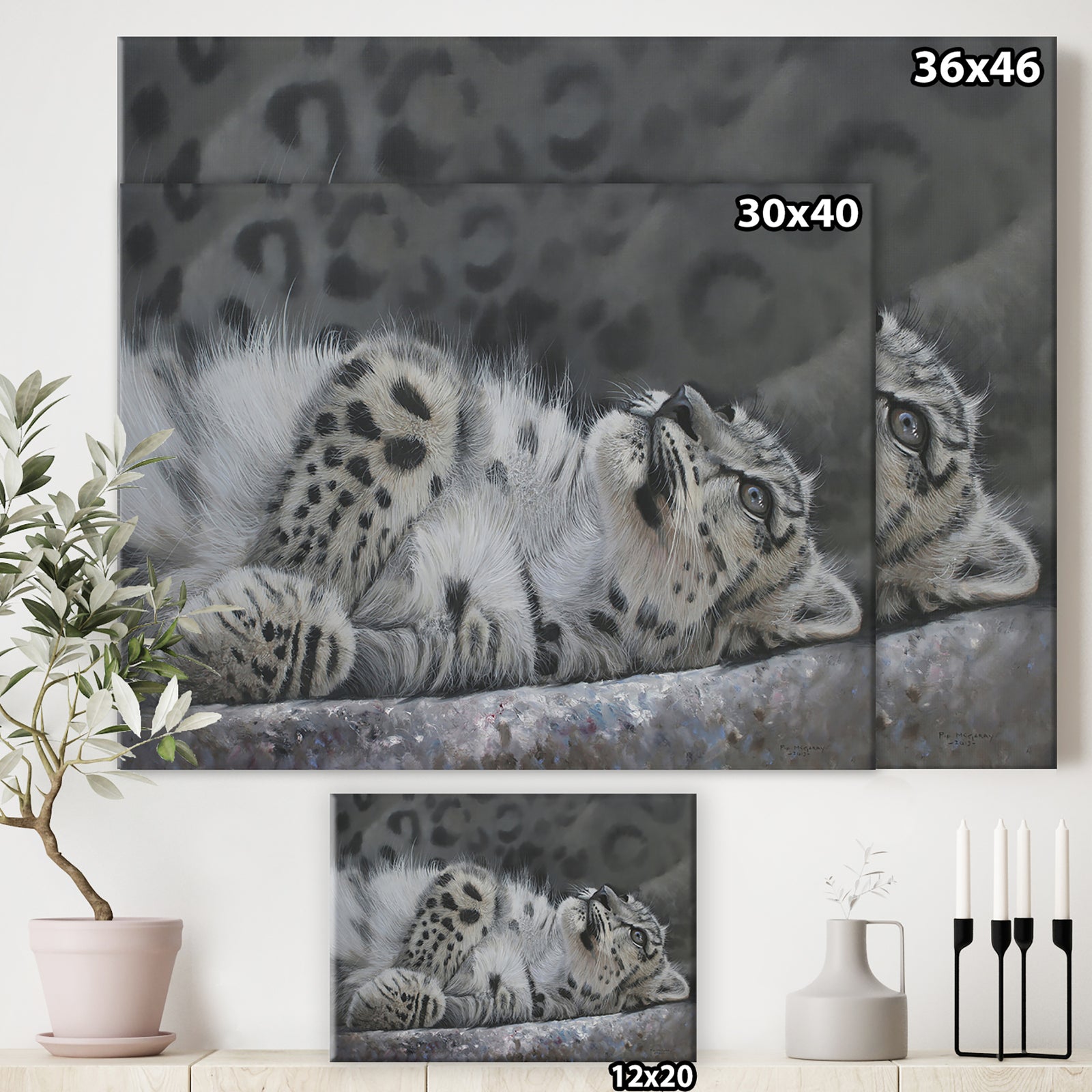 Snow Leopard Reclining - Cottage Gallery-wrapped Canvas