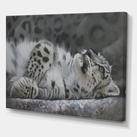 Snow Leopard Reclining - Cottage Gallery-wrapped Canvas