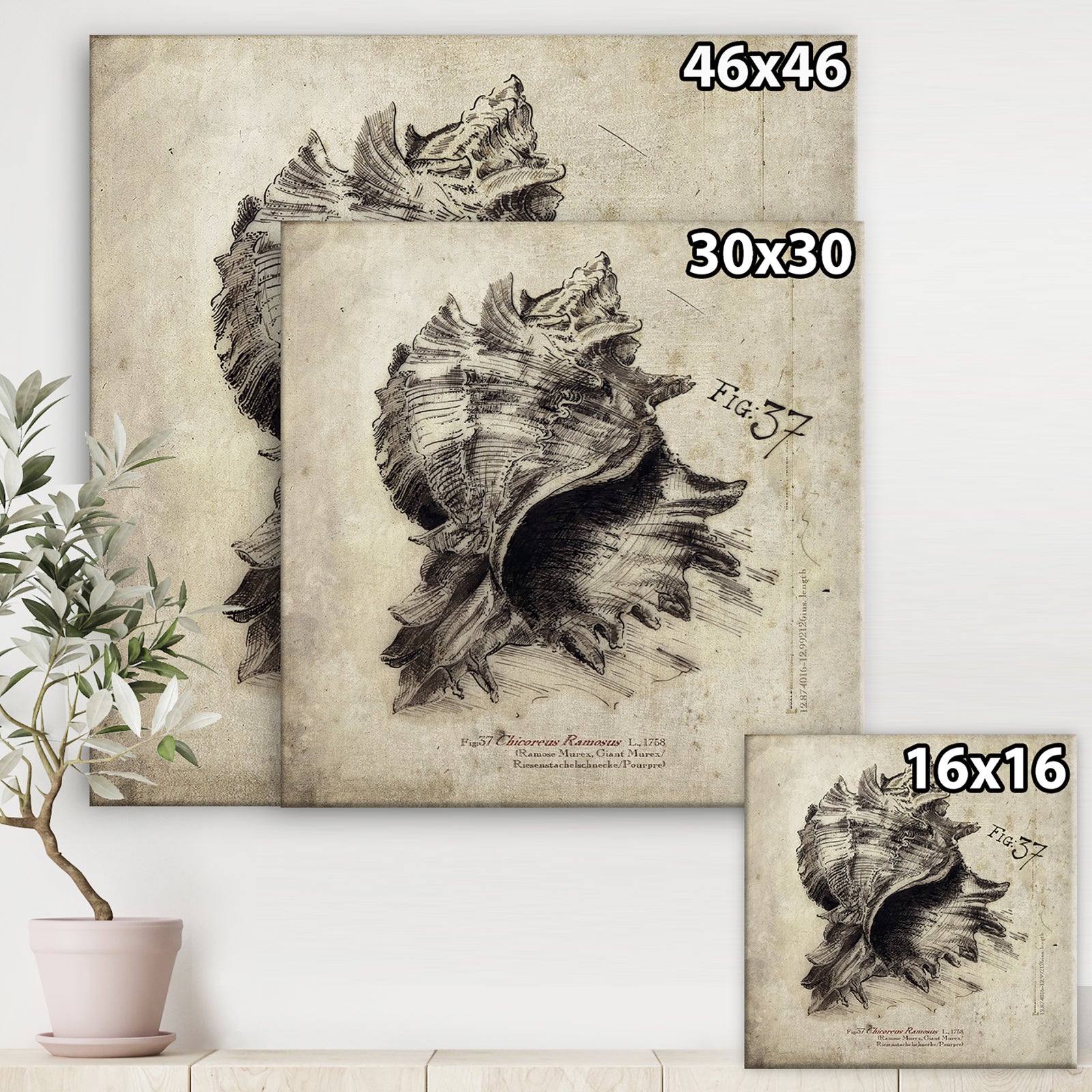 Sea Shell Old Style Sketch I - Nautical & Coastal Gallery-wrapped Canvas