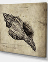 Sea Shell Old Style Sketch II - Nautical & Coastal Canvas Artwork