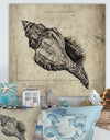 Sea Shell Old Style Sketch II - Nautical & Coastal Canvas Artwork