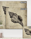 Sea Shell Old Style Sketch II - Nautical & Coastal Canvas Artwork