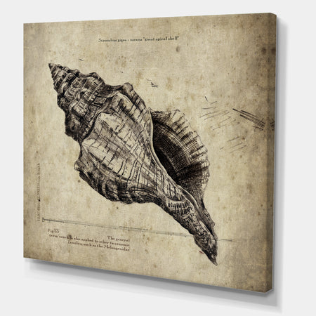 Sea Shell Old Style Sketch II - Nautical & Coastal Canvas Artwork