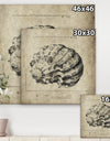 Sea Shell Old Style Sketch III - Nautical & Coastal Premium Canvas Wall Art