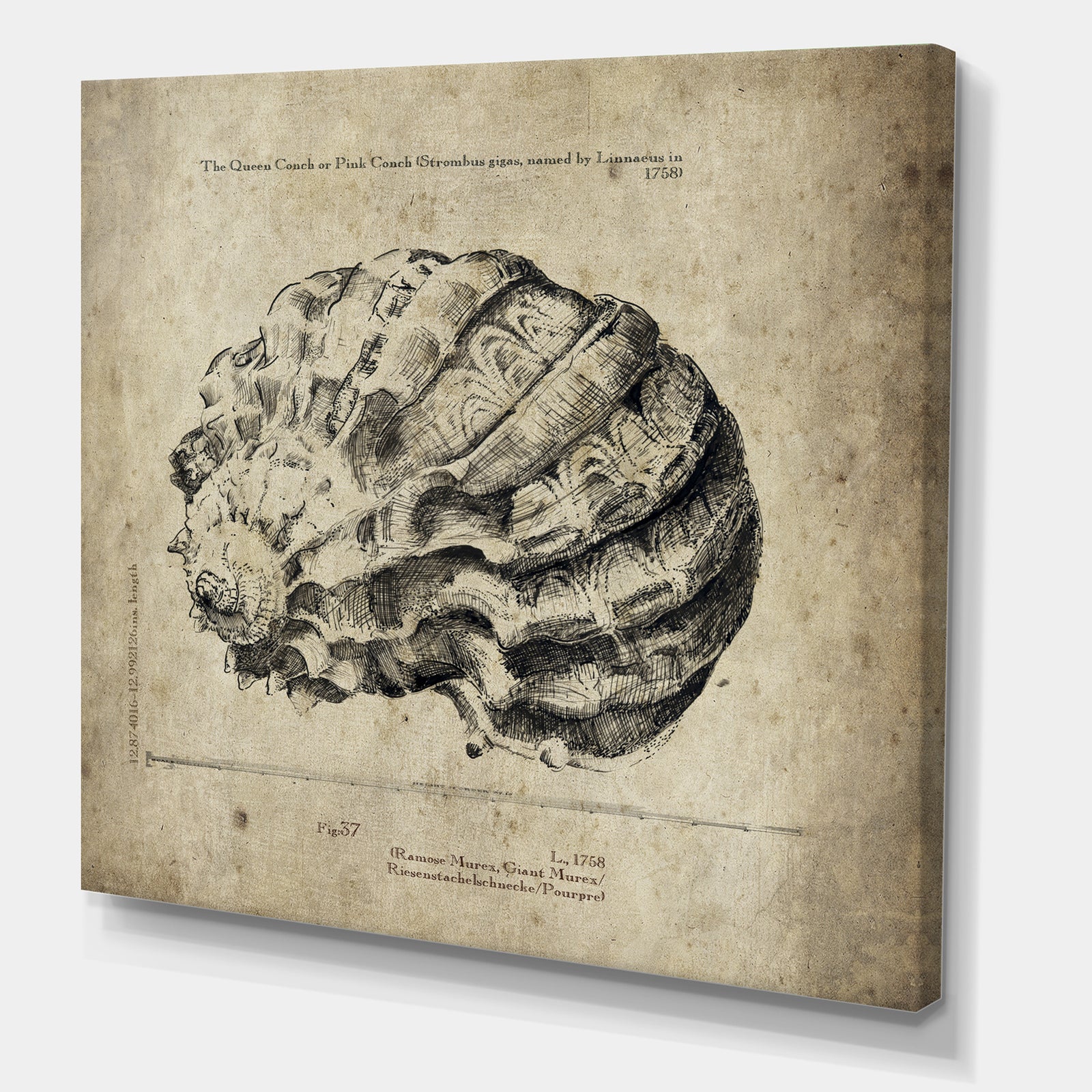 Sea Shell Old Style Sketch III - Nautical & Coastal Premium Canvas Wall Art