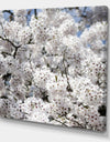 White Spring Blossom On Blue Sky - Cottage Canvas Wall Art