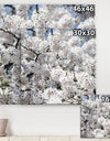 White Spring Blossom On Blue Sky - Cottage Canvas Wall Art