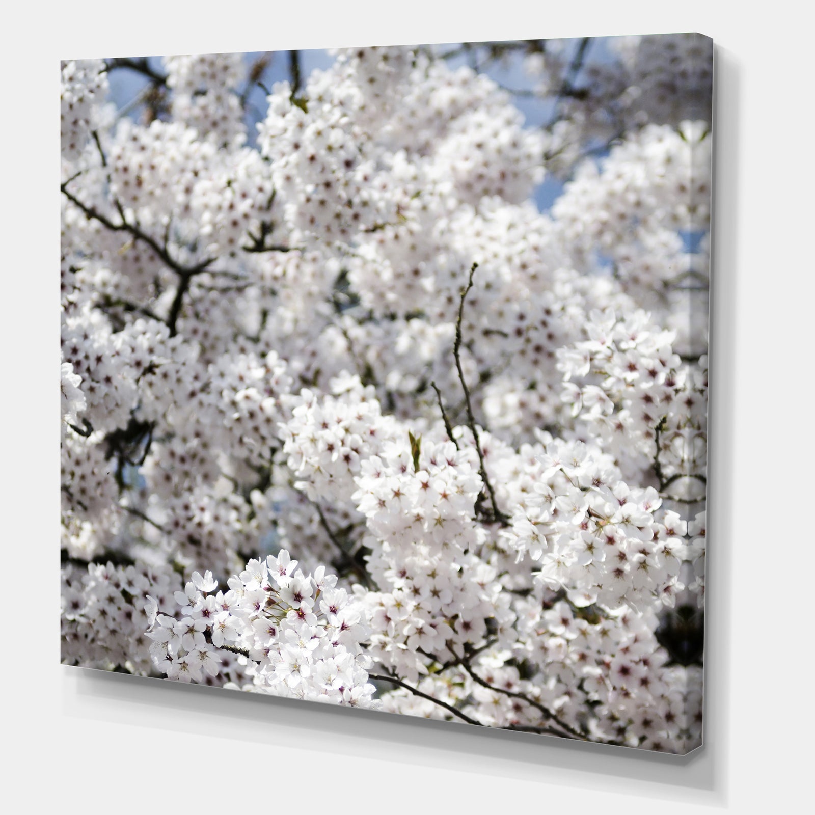 White Spring Blossom On Blue Sky - Cottage Canvas Wall Art