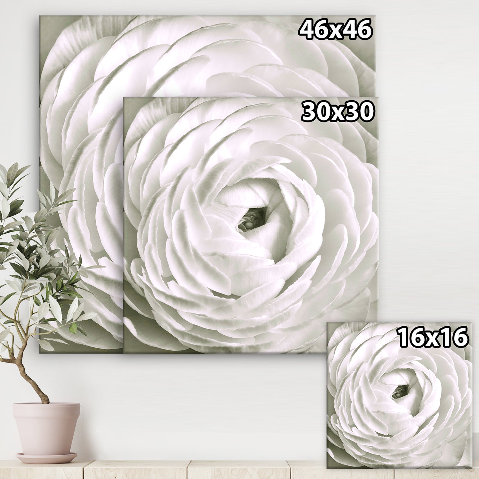 White Rannunculus Close up - Cottage Canvas Art Print