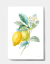 Floursack Lemon II - Cabin & Lodge Gallery-wrapped Canvas