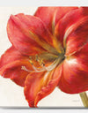 Vivid Red Amaryllis - Floral & Botanical Canvas Artwork