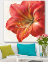 Vivid Red Amaryllis - Floral & Botanical Canvas Artwork