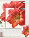 Vivid Red Amaryllis - Floral & Botanical Canvas Artwork