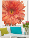 Vivid Red Daisy - Floral & Botanical Canvas Art