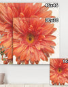 Vivid Red Daisy - Floral & Botanical Canvas Art