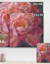 Vivid Pink Peonies I - Shabby Chic Gallery-wrapped Canvas