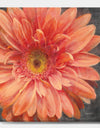Vivid Orange Daisy II - Shabby Chic Canvas Artwork