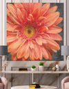 Vivid Orange Daisy II - Shabby Chic Canvas Artwork