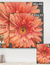 Vivid Orange Daisy II - Shabby Chic Canvas Artwork