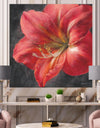 Vivid Red Lily III - Shabby Chic Canvas Art