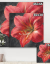 Vivid Red Lily III - Shabby Chic Canvas Art
