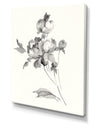 Peony Blossoms Gray - Cottage Canvas Wall Art